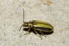 Xanthogaleruca luteola